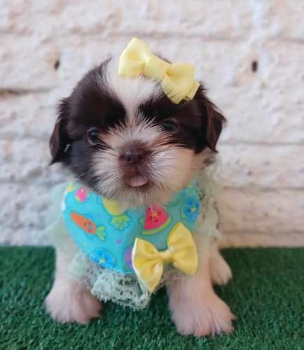 Cachorros Shih Tzu Mini Toy - Hembras y Machos - 2 Meses - Vacunados