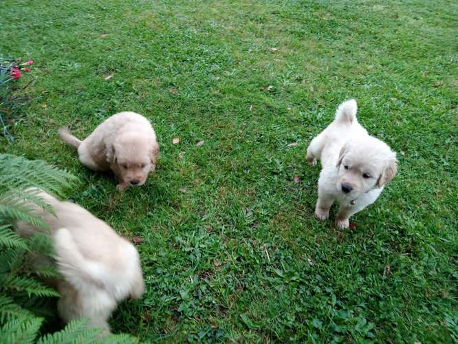 Golden retriever macho  - Imagen 2