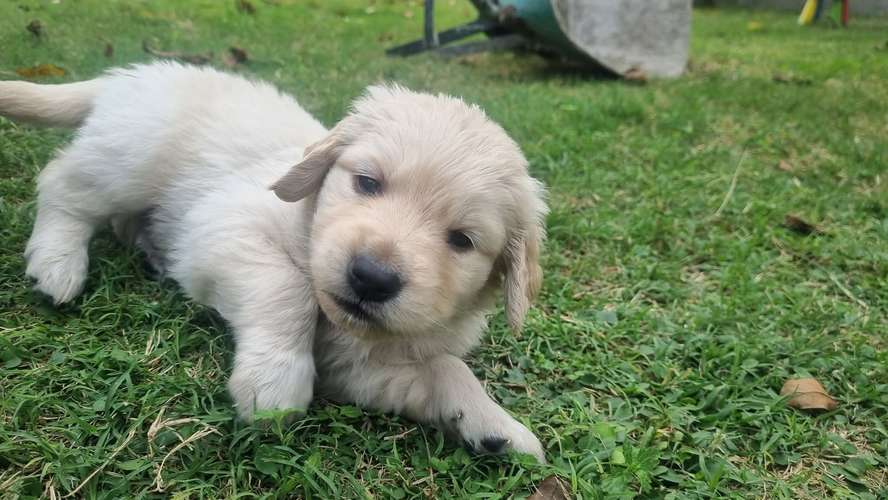 Golden retriever macho  - Imagen 3