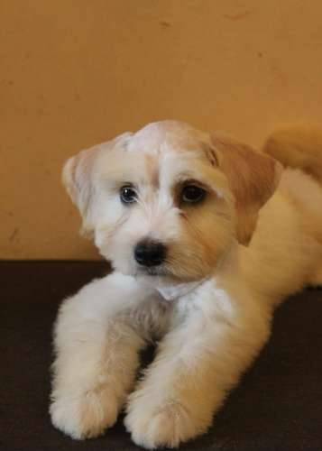 Schnauzer lindos puros - Imagen 2