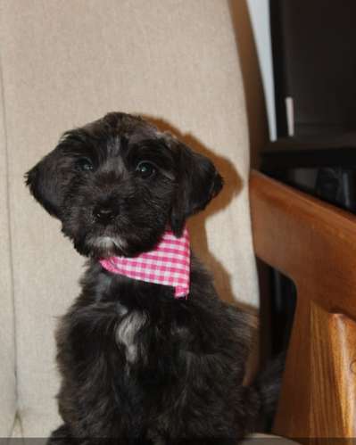 Schnauzer lindos puros - Imagen 1