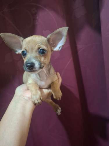 Mini chihuahuita 