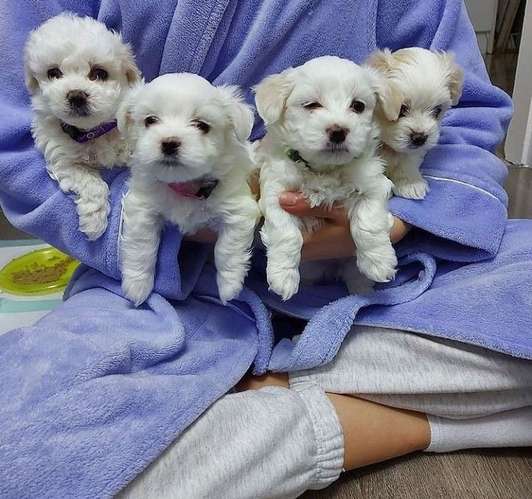 Mes y medio ya con su control veterinario 
