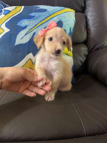 Maltés mini niña 