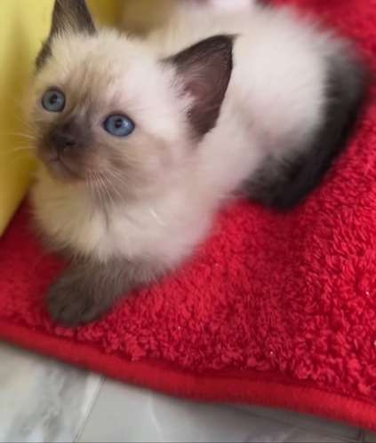 Siamés gatitos