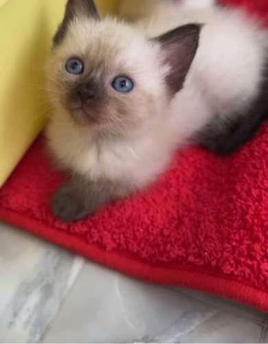 Siamés gatitos