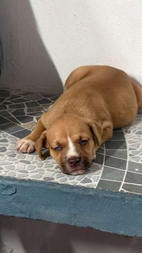 Pitbull - Imagen 2