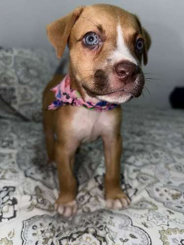 Pitbull