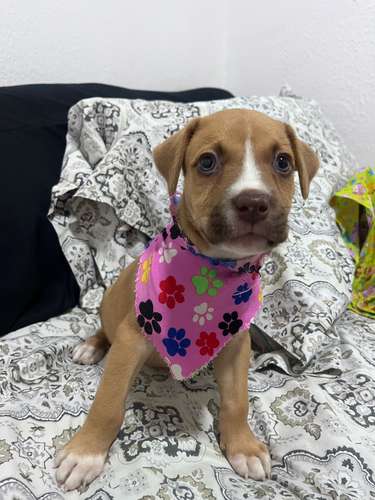 Pitbull