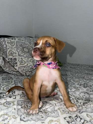 Pitbull