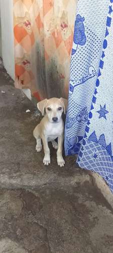 se regala perrita rescatada
