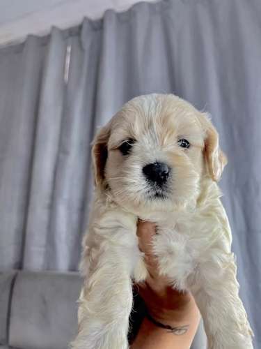 Preciosa french mini raza pura  - Imagen 3