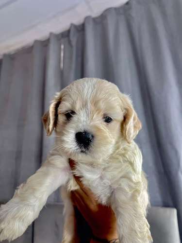 Preciosa french mini raza pura  - Imagen 4