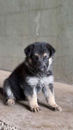 Cachorra Hembra pastor alemán 5 semanas 