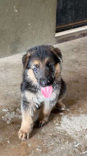 Cachorra Hembra pastor alemán 5 semanas 