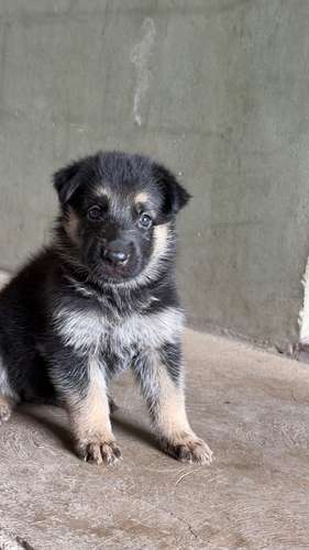 Cachorra Hembra pastor alemán 5 semanas 
