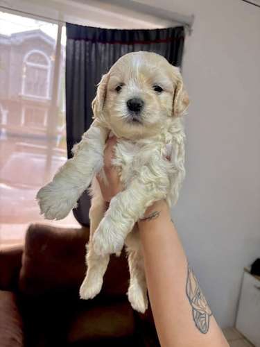 Preciosas french poodle mini raza pura