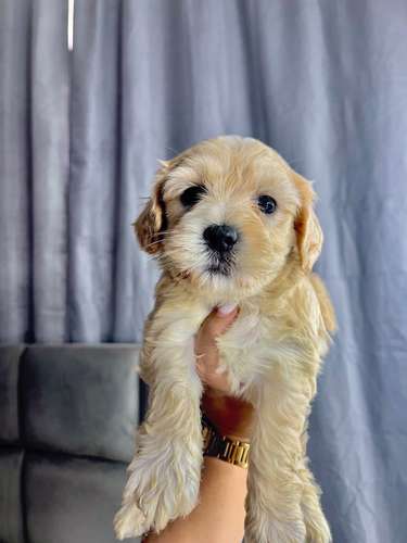 Preciosas french poodle mini raza pura