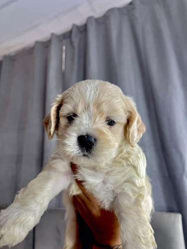 Preciosas french poodle mini raza pura
