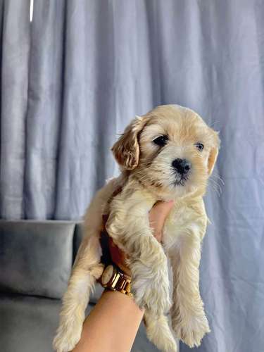 Preciosas french poodle mini raza pura