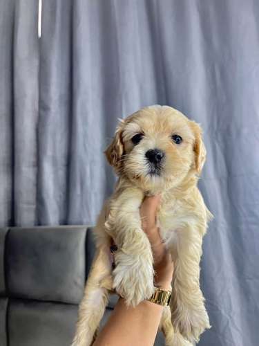 Preciosas french poodle mini raza pura