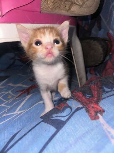 Gatos en venta, precio negociable 