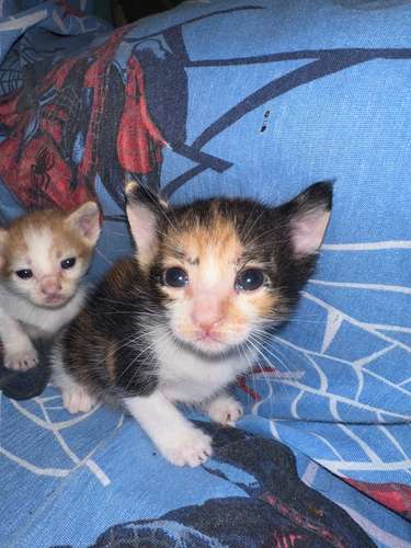 Gatos en venta, precio negociable 