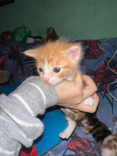 Gatos en venta, precio negociable 