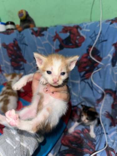 Gatos en venta, precio negociable 