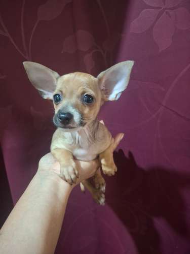 Mini chihuahuita raza pura