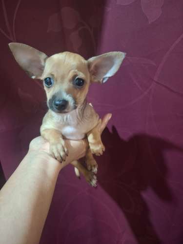 Mini chihuahuita raza pura - Imagen 2