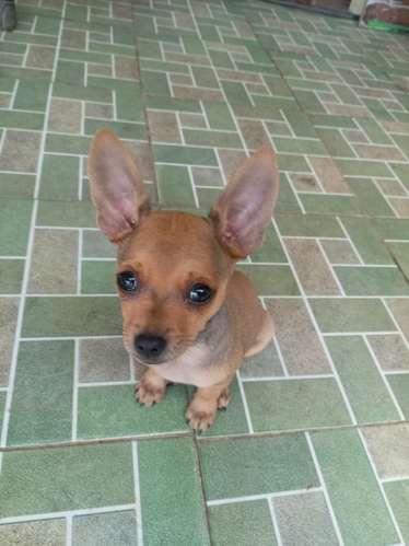 Hembra chihuahua, super chiquita - Imagen 2