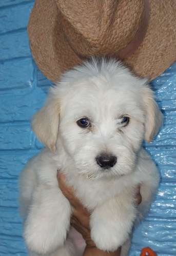 Macho  - Imagen 2