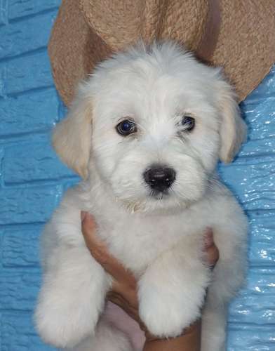 Macho  - Imagen 5