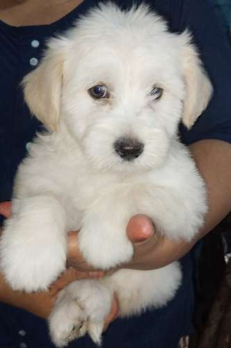 Macho  - Imagen 4