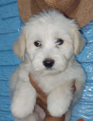 Macho  - Imagen 3