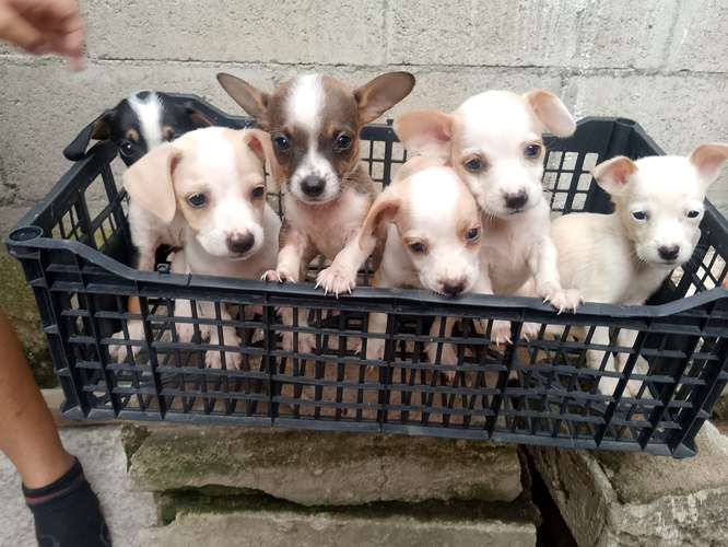 Vendo perritos chihuahua  - Imagen 2