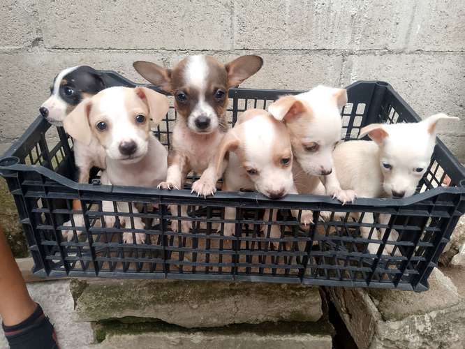 Vendo perritos chihuahua  - Imagen 3
