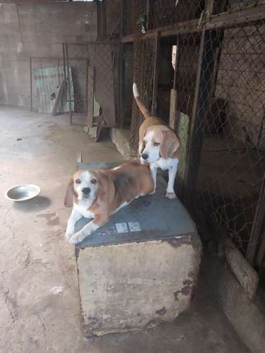 Beagle hembra 