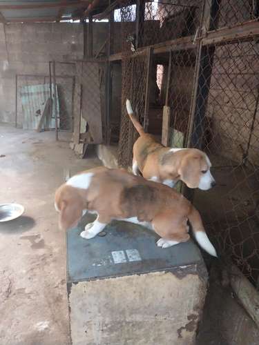 Beagle hembra 