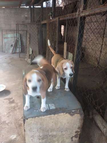Beagle hembra 