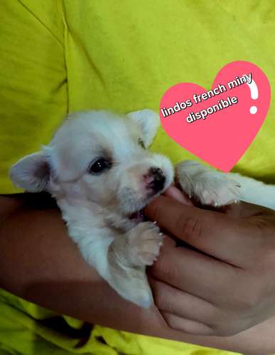 French miny disponible 