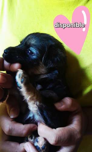French miny disponible 