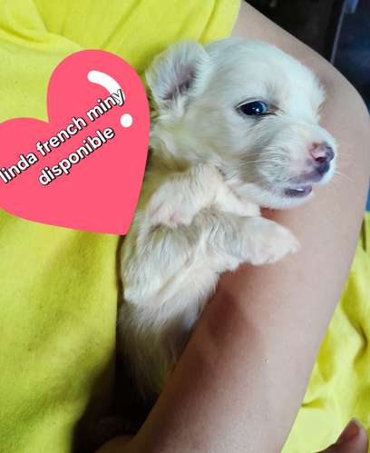 French miny disponible 