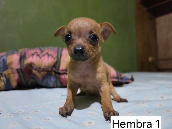 Chihuahua 2 varones y 2 hembras - Imagen 7