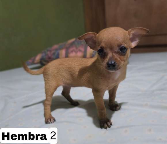 Chihuahua 2 varones y 2 hembras - Imagen 8