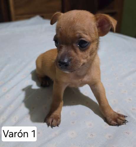 Chihuahua 2 varones y 2 hembras - Imagen 4