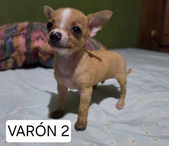 Chihuahua 2 varones y 2 hembras