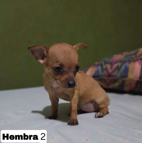 Chihuahua 2 varones y 2 hembras - Imagen 9