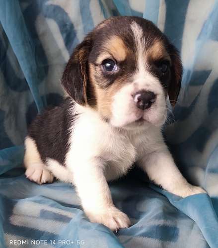 Beagles puros hembra y macho - Imagen 3
